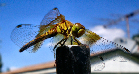 dragonfly