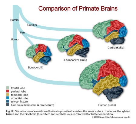 Comparison of Primate Brains